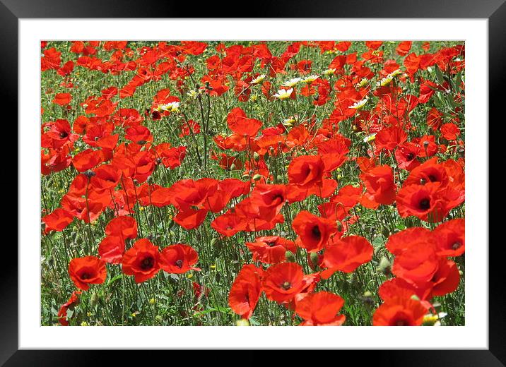 Poppies, poppies so red! Framed Mounted Print by DEE- Diana Cosford