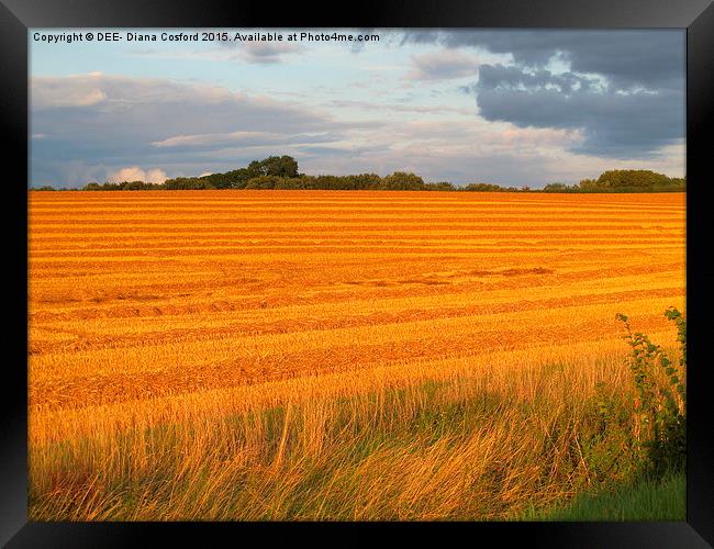  Sun kissed freshly cut fields, Easton Maudit, Nor Framed Print by DEE- Diana Cosford