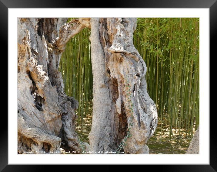 Trunk of Olive Tree Framed Mounted Print by DEE- Diana Cosford
