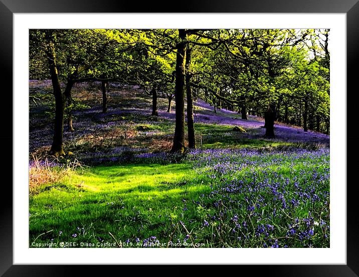Bluebell Woods Cumbria, idyllic setting. Framed Mounted Print by DEE- Diana Cosford