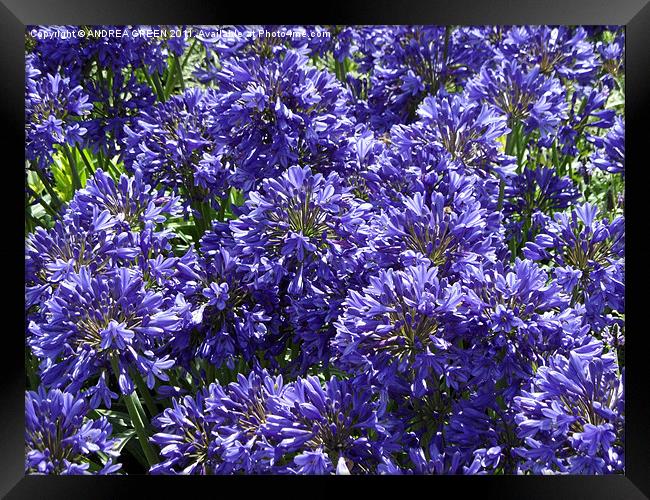 AGAPANTHUS ON A BEAUTIFUL SUNNY DAY Framed Print by ANDREA GREEN