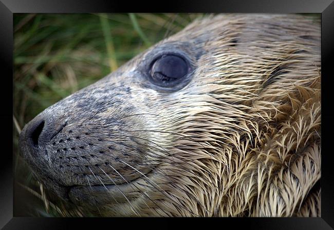 Close up Baby Seal Face Framed Print by Kim Lawley
