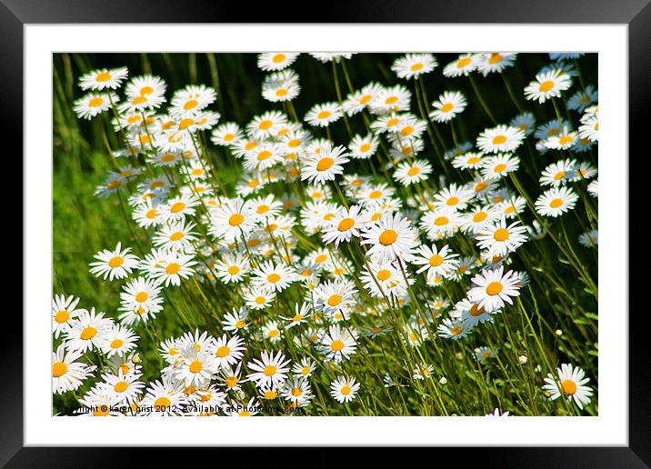 Daisy day Framed Mounted Print by karen grist