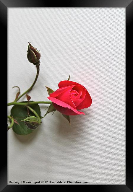Single Rose Framed Print by karen grist