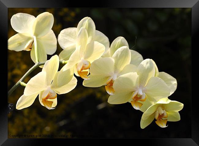 Dancing in the sun Framed Print by karen grist