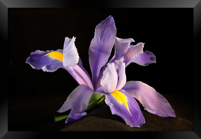  Iris in Bloom Framed Print by karen grist