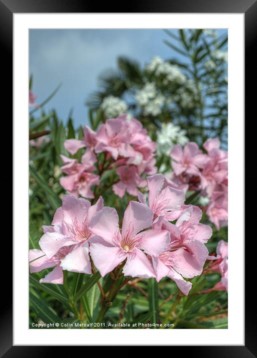 Riva Del Garda Blossom Framed Mounted Print by Colin Metcalf