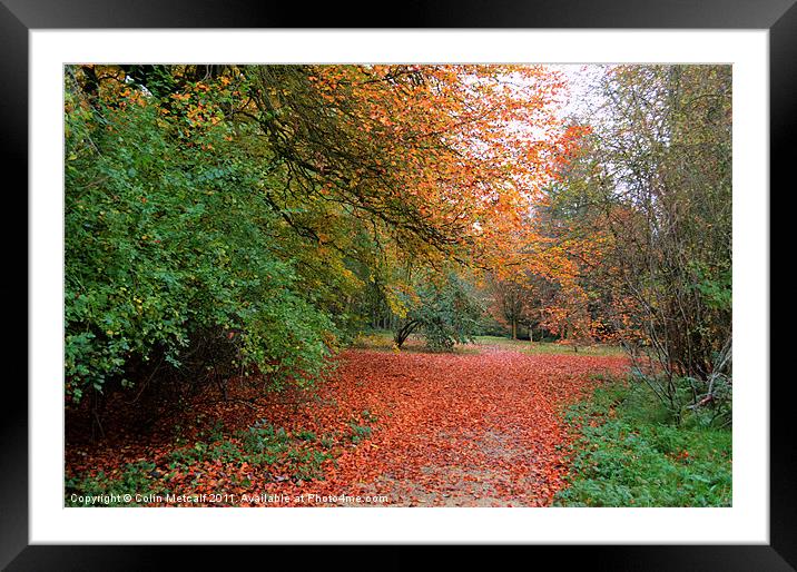 Nature's Axminster. Framed Mounted Print by Colin Metcalf