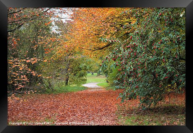Autumn Walk Framed Print by Colin Metcalf