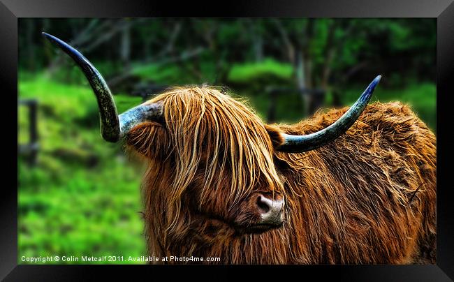 The Highland Coo Framed Print by Colin Metcalf