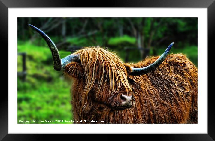 The Highland Coo Framed Mounted Print by Colin Metcalf