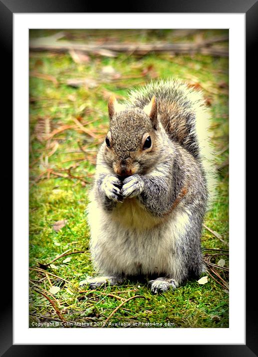 Pretty please can I have a nut Framed Mounted Print by Colin Metcalf
