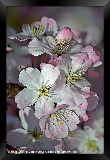 Pink Spring Blossom Framed Print by Colin Metcalf