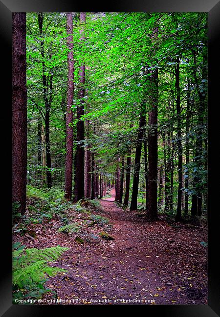 Forest Walk Framed Print by Colin Metcalf
