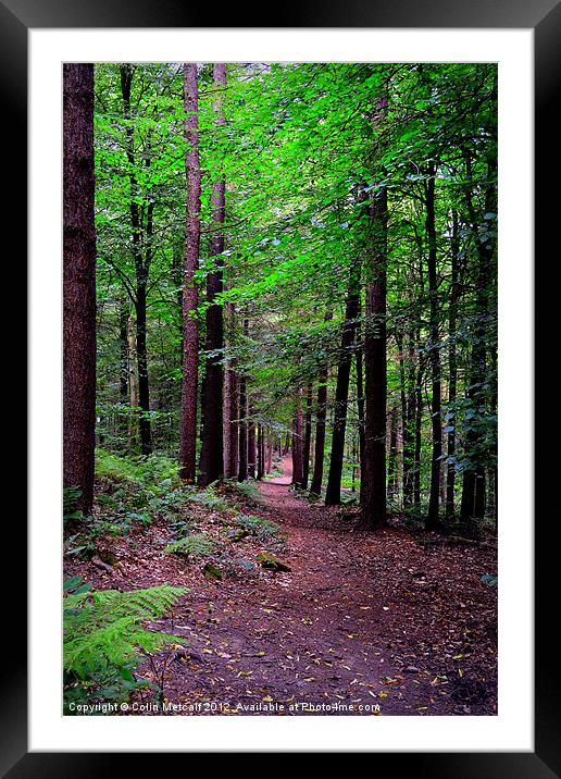 Forest Walk Framed Mounted Print by Colin Metcalf