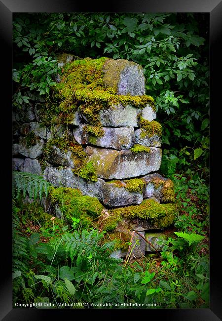 Mossy Wall End Framed Print by Colin Metcalf