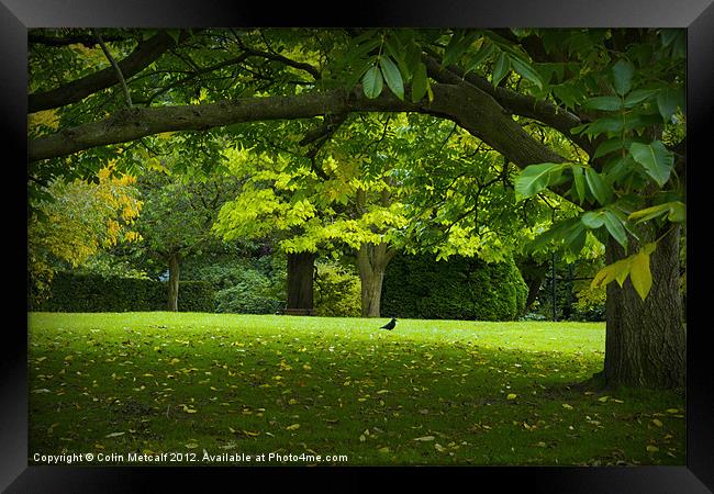 Peace and Tranquility Framed Print by Colin Metcalf