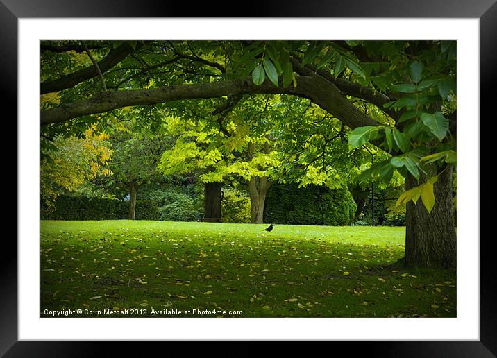 Peace and Tranquility Framed Mounted Print by Colin Metcalf