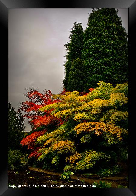 Autumn Colour at Harlow Carr Framed Print by Colin Metcalf