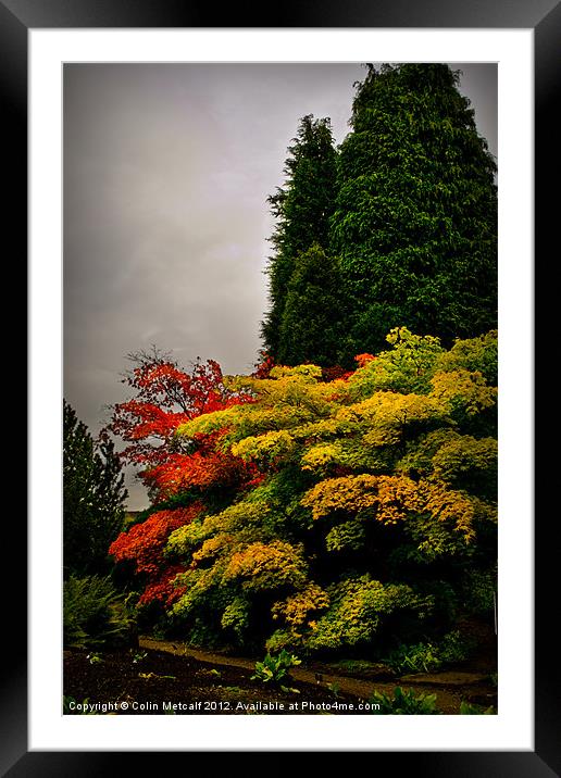 Autumn Colour at Harlow Carr Framed Mounted Print by Colin Metcalf