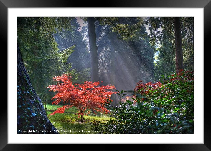 The Burning Bush Framed Mounted Print by Colin Metcalf