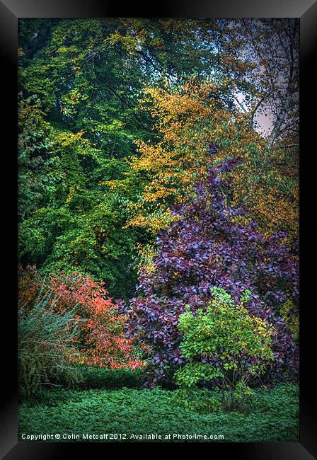 Autumn's Palette Framed Print by Colin Metcalf