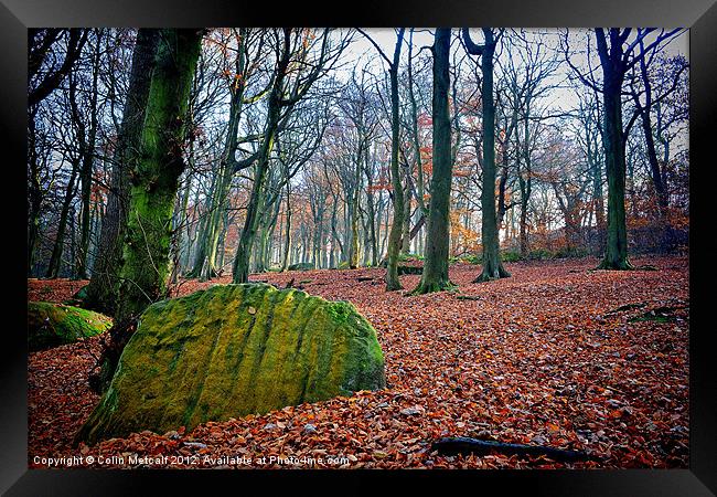 Chevin Forest Park #1 Framed Print by Colin Metcalf
