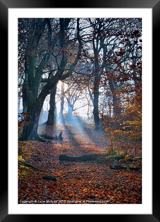 Chevin Forest Park #2 Framed Mounted Print by Colin Metcalf