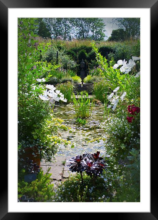 Water Garden Framed Mounted Print by Colin Metcalf