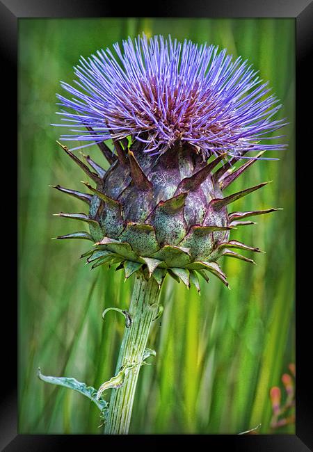 Thistle Framed Print by Colin Metcalf