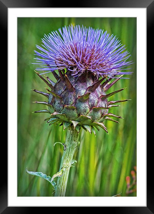 Thistle Framed Mounted Print by Colin Metcalf