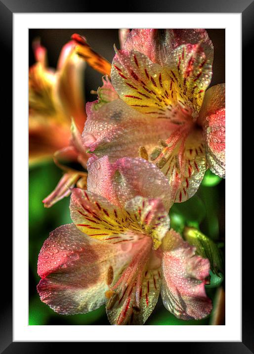 Tiger Lily Framed Mounted Print by Colin Metcalf