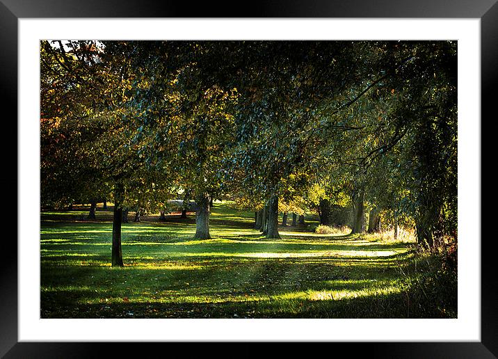 Dappled Light Framed Mounted Print by Colin Metcalf