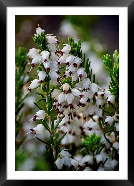 White Heather Framed Mounted Print by Colin Metcalf