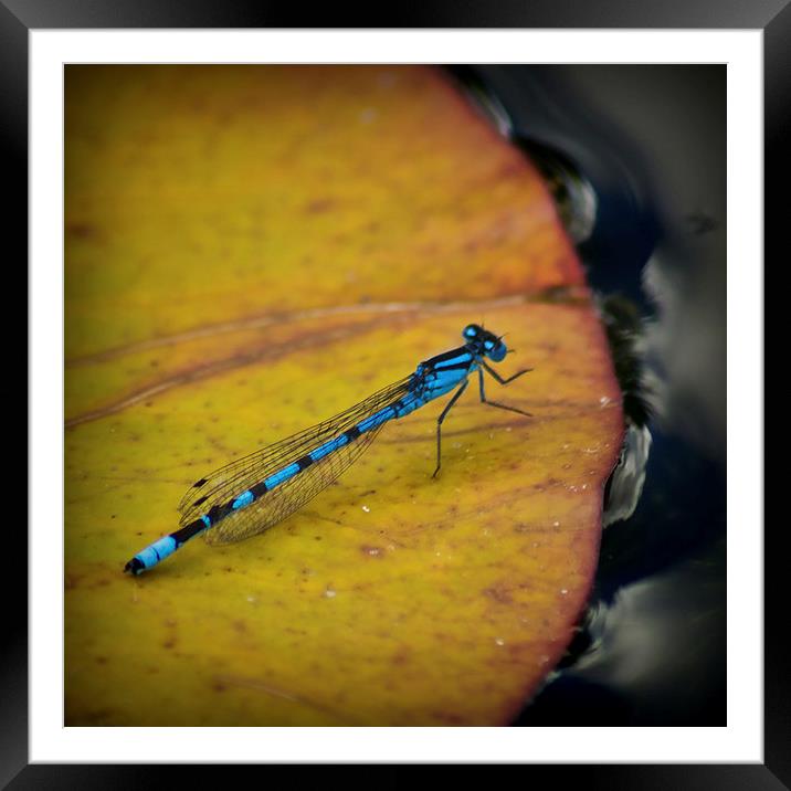  An Azure Damselfly Framed Mounted Print by Colin Metcalf