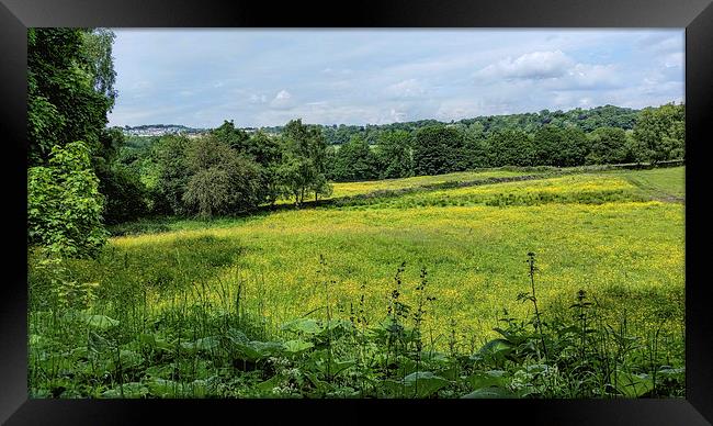  Buttercup Meadows Framed Print by Colin Metcalf