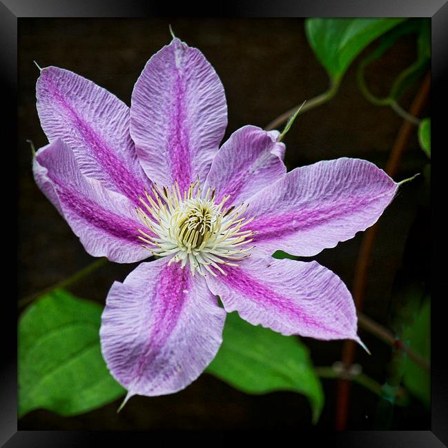  Clematis Framed Print by Colin Metcalf