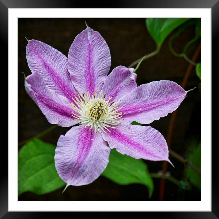  Clematis Framed Mounted Print by Colin Metcalf