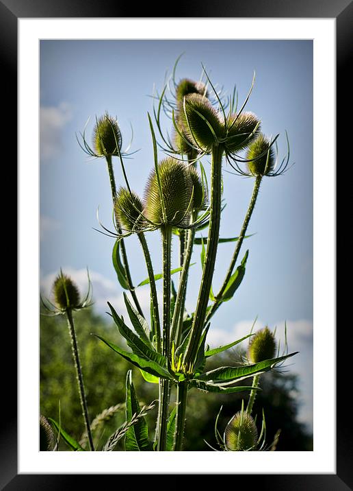  Fuller's Teasel Framed Mounted Print by Colin Metcalf