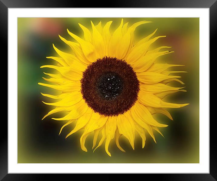  Sunflower Bizarrius Photoshopii Framed Mounted Print by Colin Metcalf