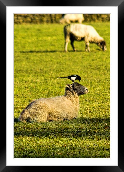  The Nit Nurse Framed Mounted Print by Colin Metcalf