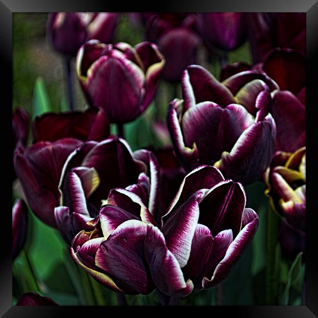 Purple Tulips Framed Print by Colin Metcalf