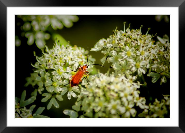 Red Soldier Beetle Framed Mounted Print by Colin Metcalf