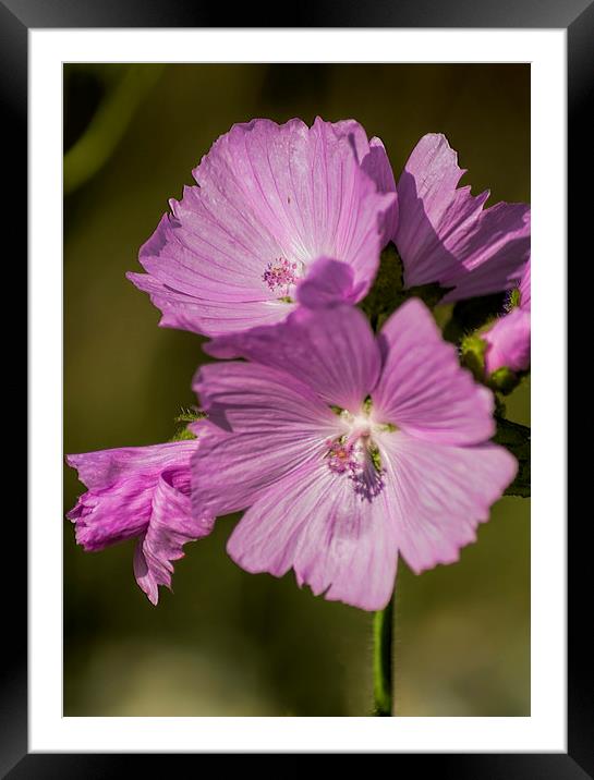 Musk Mallow Framed Mounted Print by Colin Metcalf