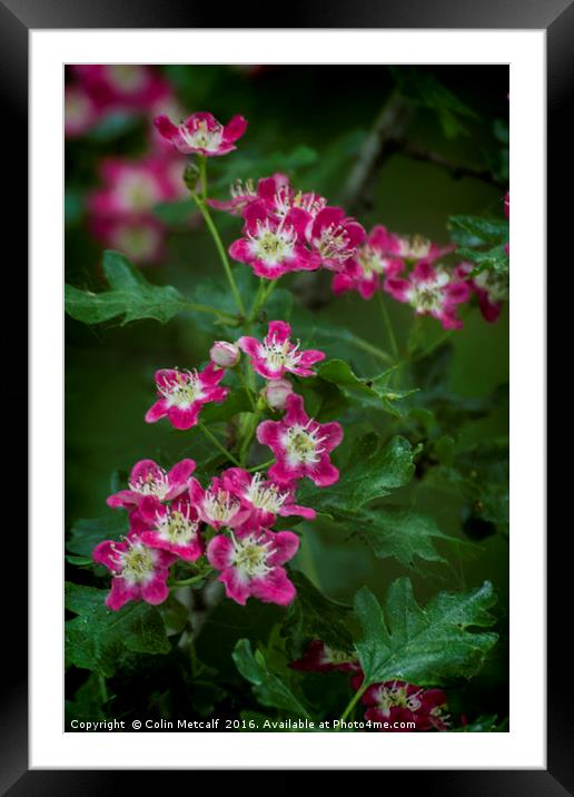 Pink Hawthorn Blossom Framed Mounted Print by Colin Metcalf