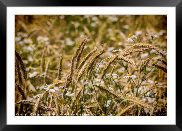 Summer Meadow Framed Mounted Print by Colin Metcalf