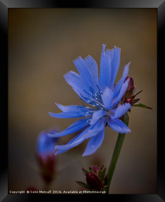 Wild Chicory Framed Print by Colin Metcalf