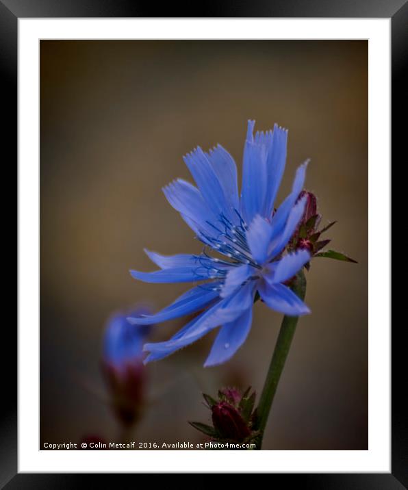 Wild Chicory Framed Mounted Print by Colin Metcalf