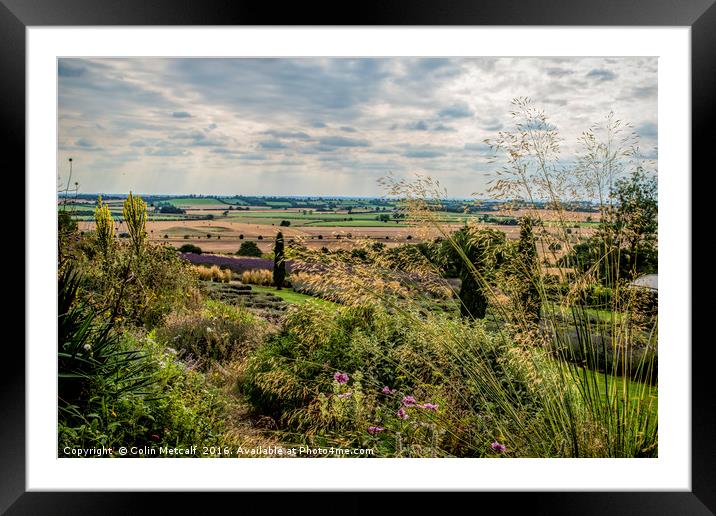 Yorkshire Lavender View Framed Mounted Print by Colin Metcalf