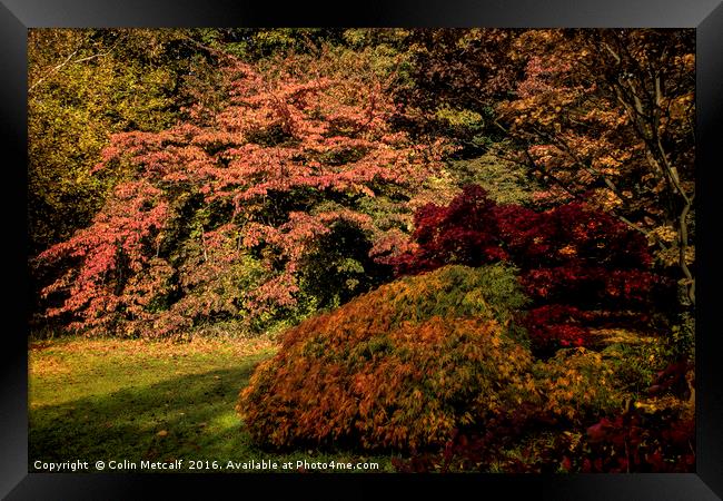 Autumn Glory Framed Print by Colin Metcalf